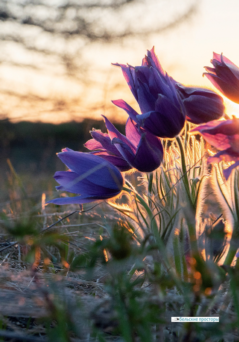 Сон-трава в лучах закатного солнца. Фото автора