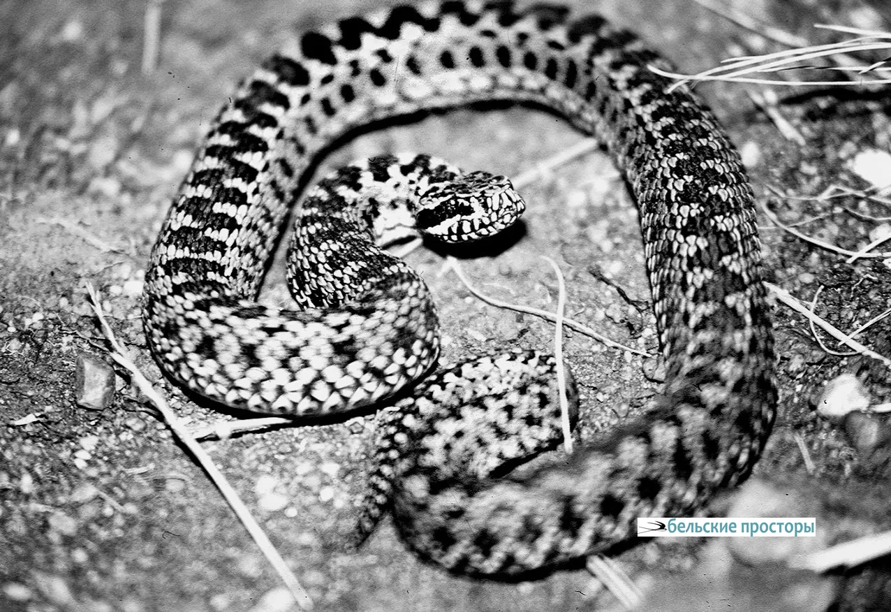 Гадюка на раскопе. Западный Казахстан, 1998 год. Фото Р. Р. Хакимова