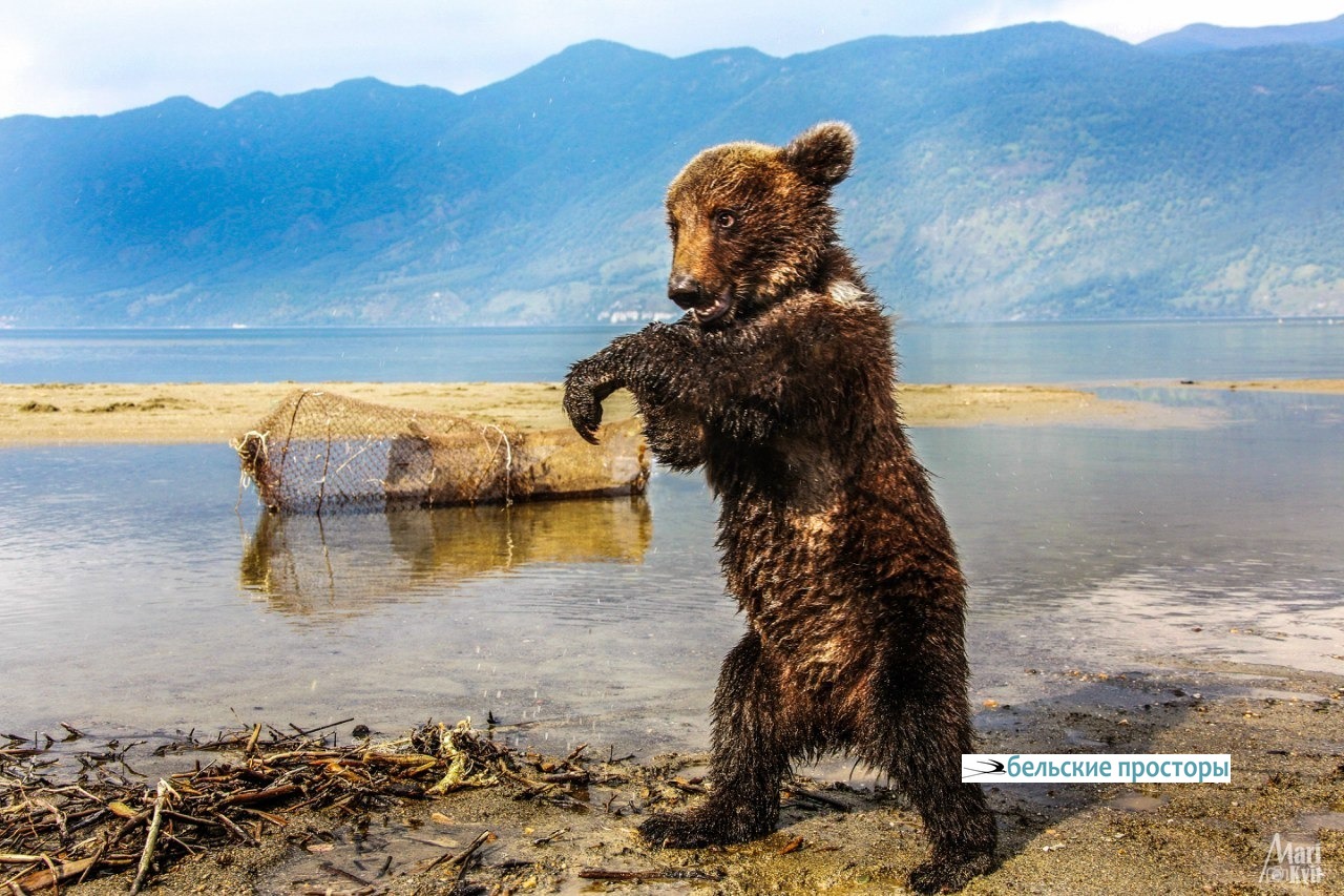 Медвежонок Маша (Алтай, Телецкое озеро)